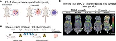 Preclinical antibody-PET imaging of PD-L1
